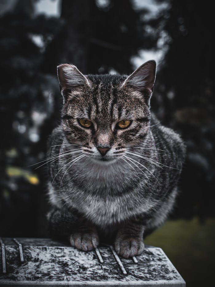 team-02 Portrait of a tabby cat with an intense gaze in an outdoor setting.