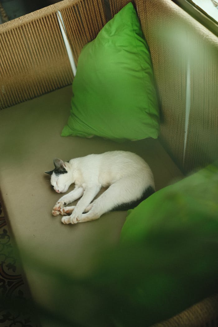 team-03 Peaceful cat sleeping on a sofa with green cushions, capturing a serene indoor moment.