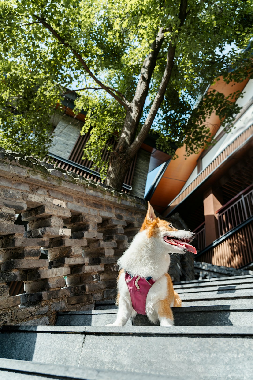 journey A corgi dog wearing a pink harness sits on outdoor stairs, with its tongue out and looking happy, surrounded by architectural elements and a tree in nature.