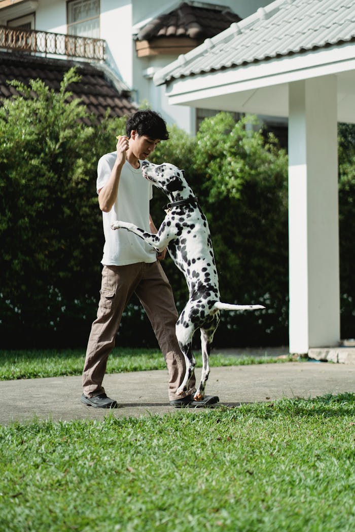 services-03 Dalmatian dog jumping on owner outdoors in a playful training session.