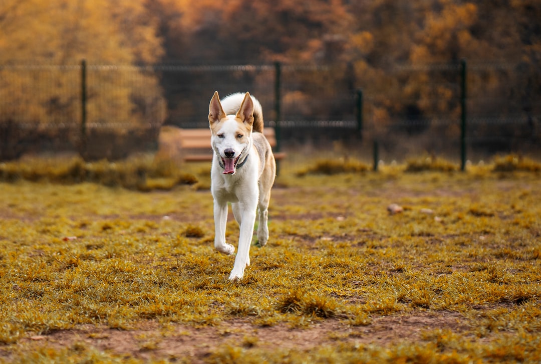 team-01 a-white-and-brown-dog-running-across-a-field-8hhdjym45d0