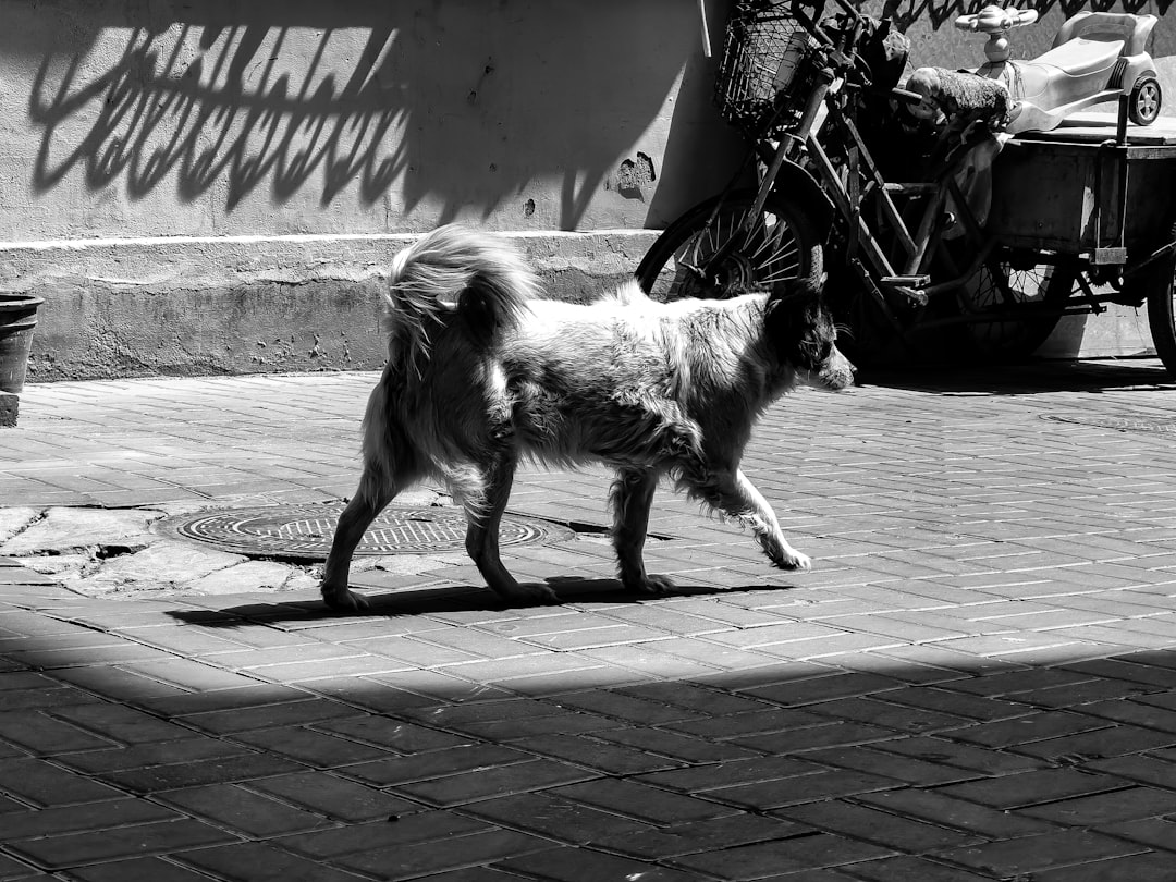 who-we-are grayscale-photo-of-a-dog-standing-beside-a-wall-with-graffiti-p8fd8hdviek